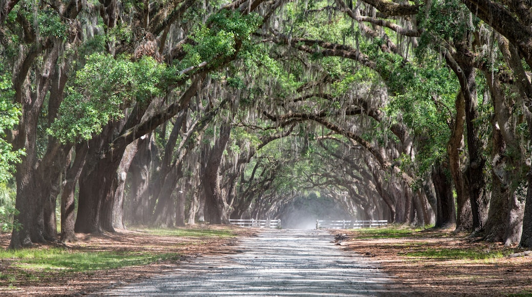 Long dirt road lined with Live Oaks and Spanish Moss in early morning