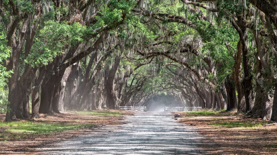 A road flanked by trees with Spanish moss, leading into a misty distance.