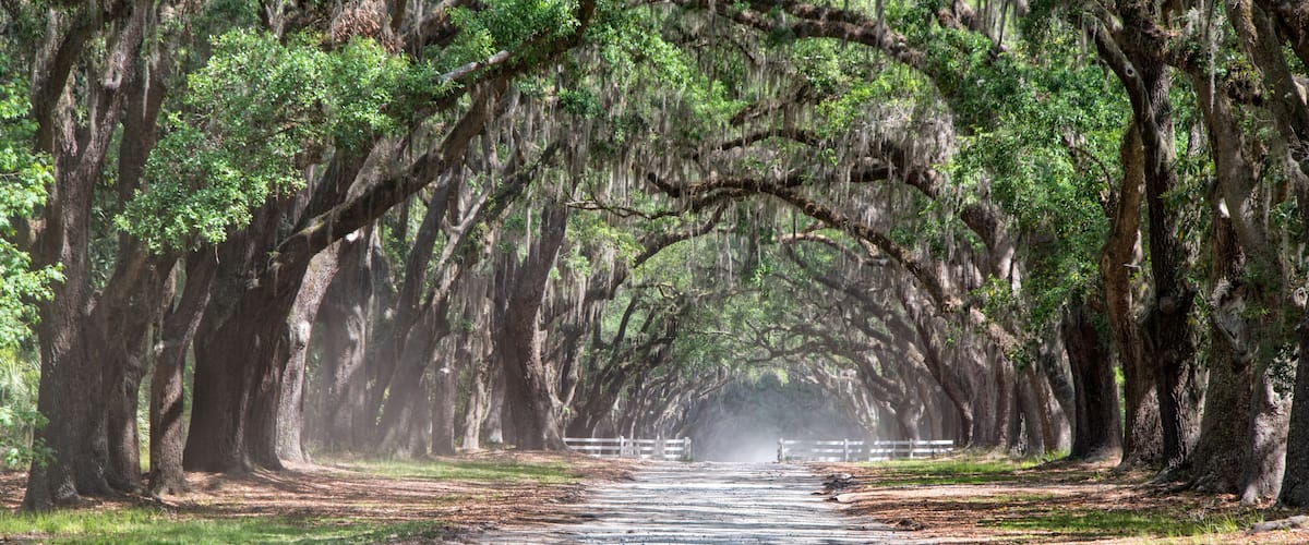 A road flanked by trees with Spanish moss, leading into a misty distance.