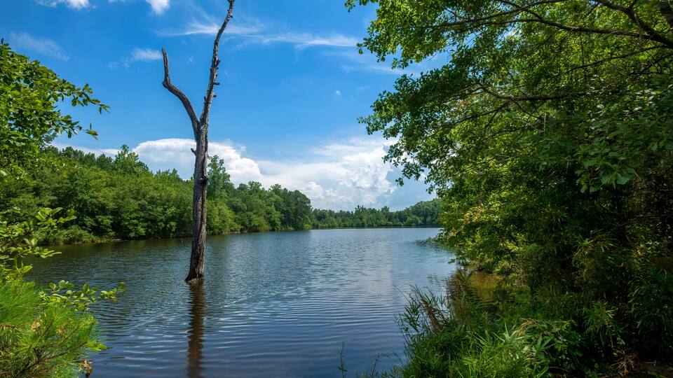 A calm river surrounded by dense green foliage and a clear blue sky.