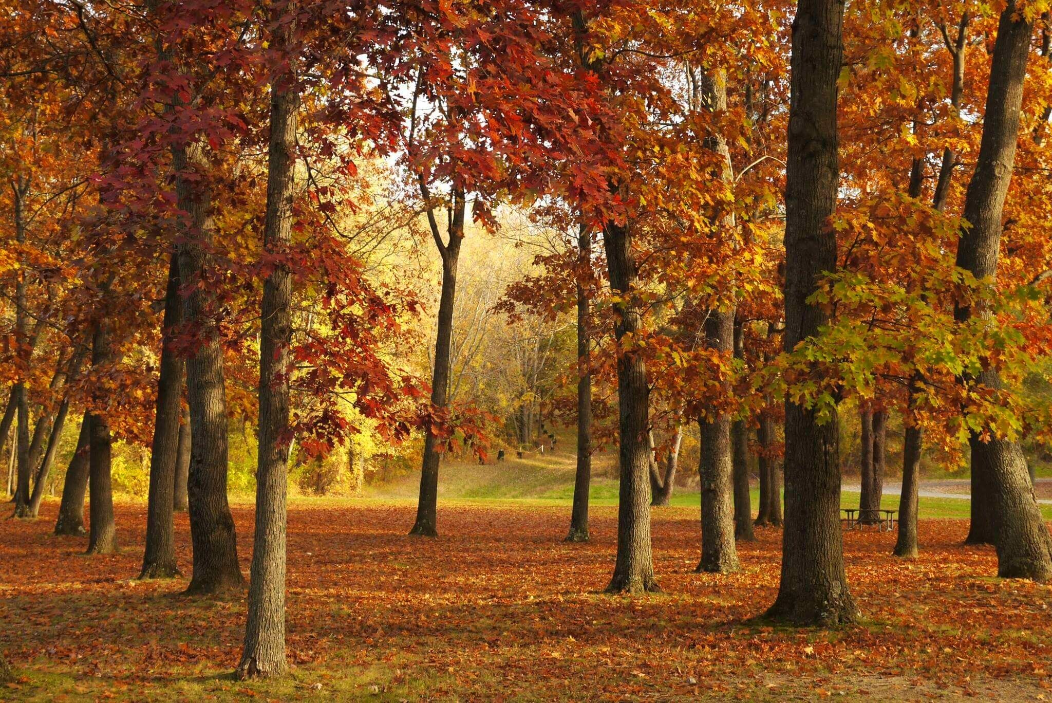 Fall time at Stoney Creek Metro park.  Absolutely stunning in the fall!