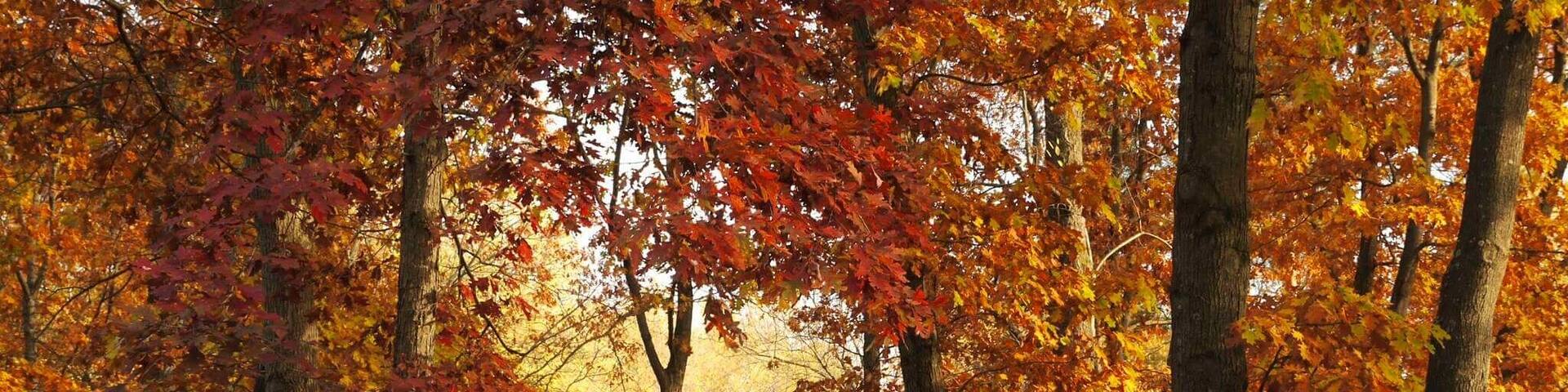 Fall time at Stoney Creek Metro park. Absolutely stunning in the fall!