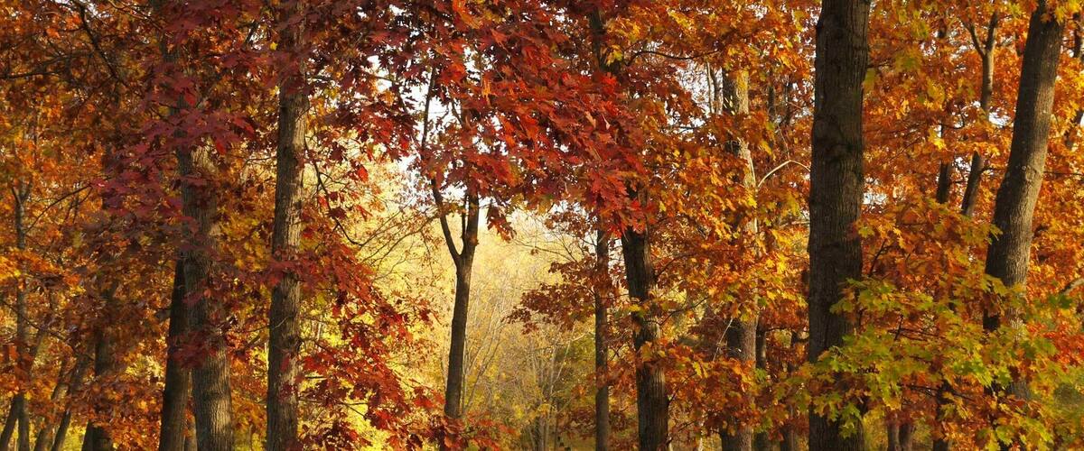 Fall time at Stoney Creek Metro park. Absolutely stunning in the fall!