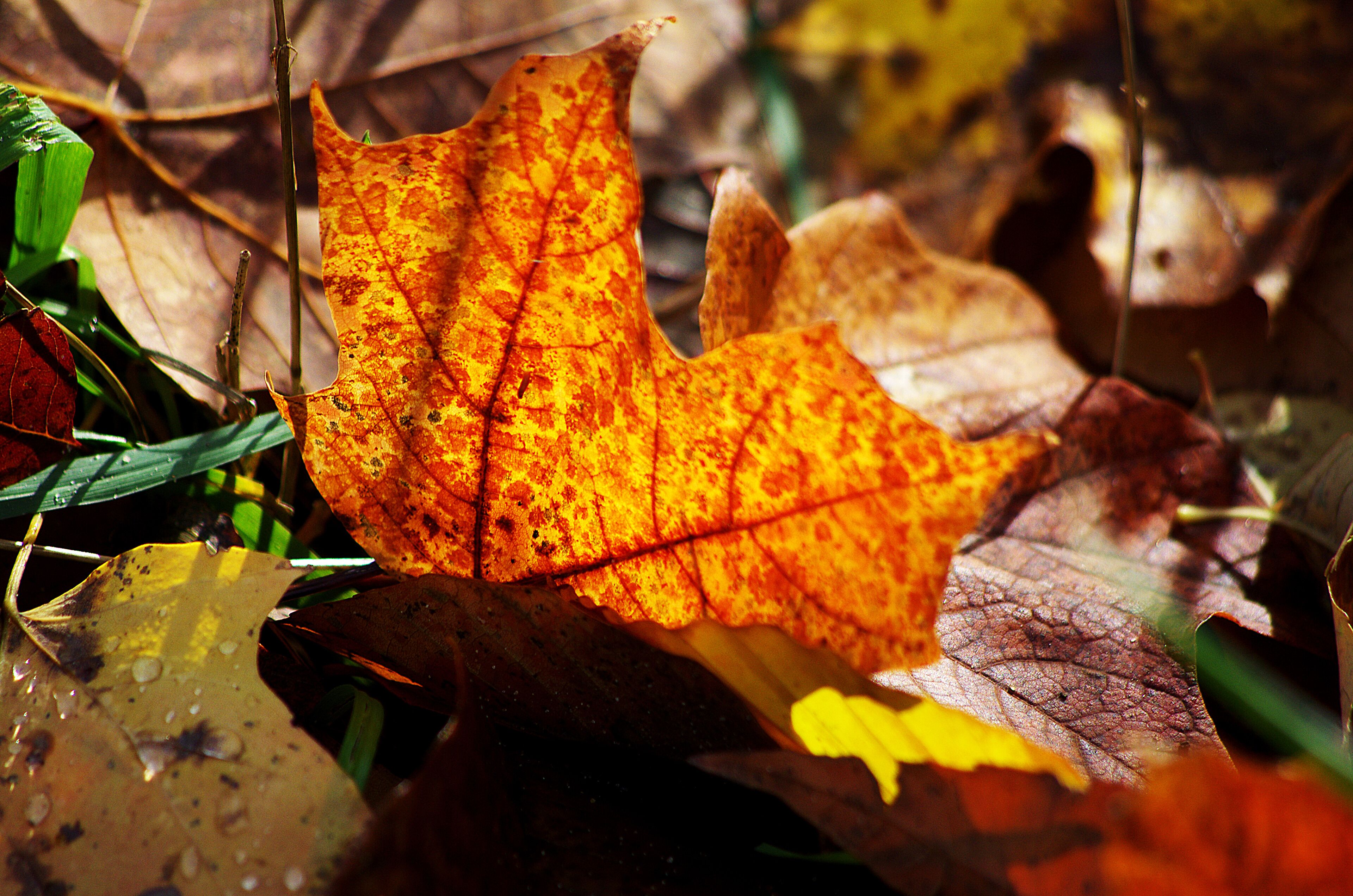 The fall color in Michigan can be quite difficult to predict.  However when you get the timing right it can beautiful.
