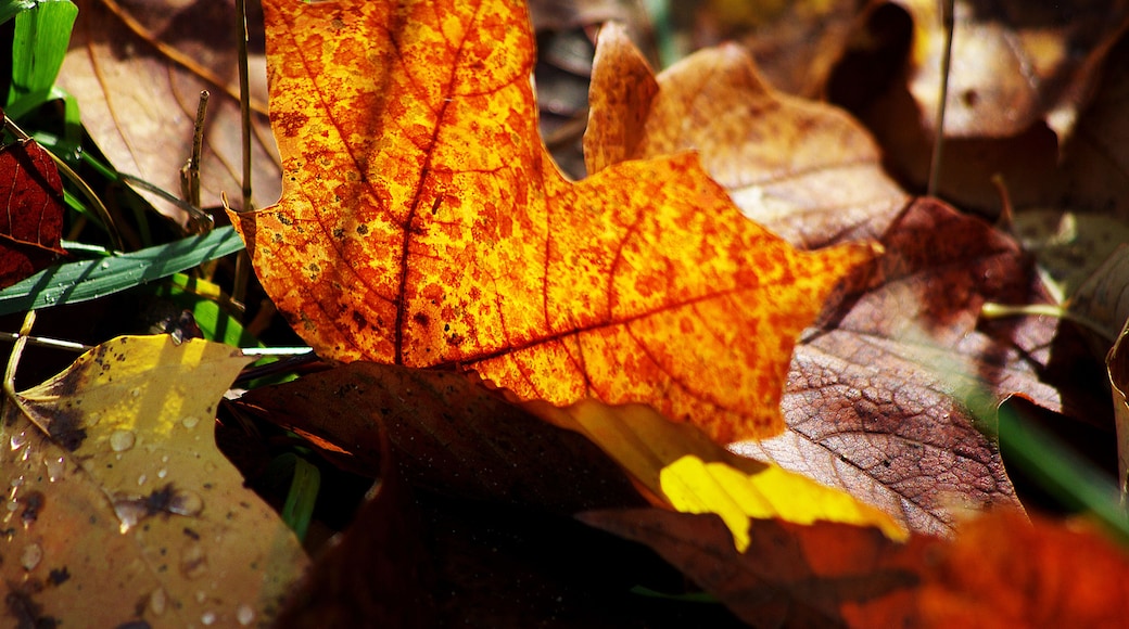The fall color in Michigan can be quite difficult to predict. However when you get the timing right it can beautiful.
