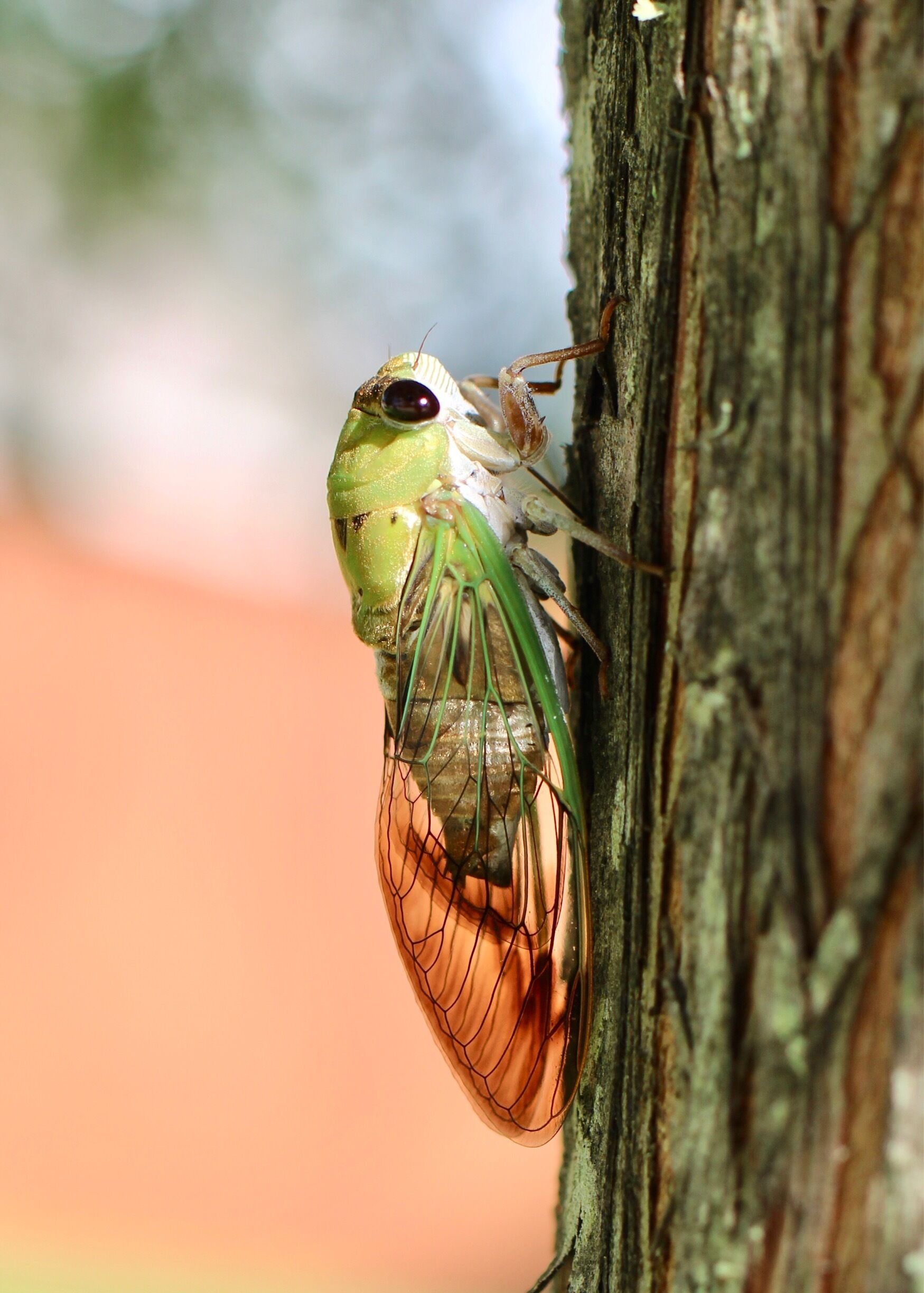 Bug on my tree at the house. 