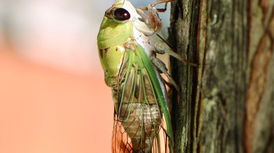 Bug on my tree at the house.