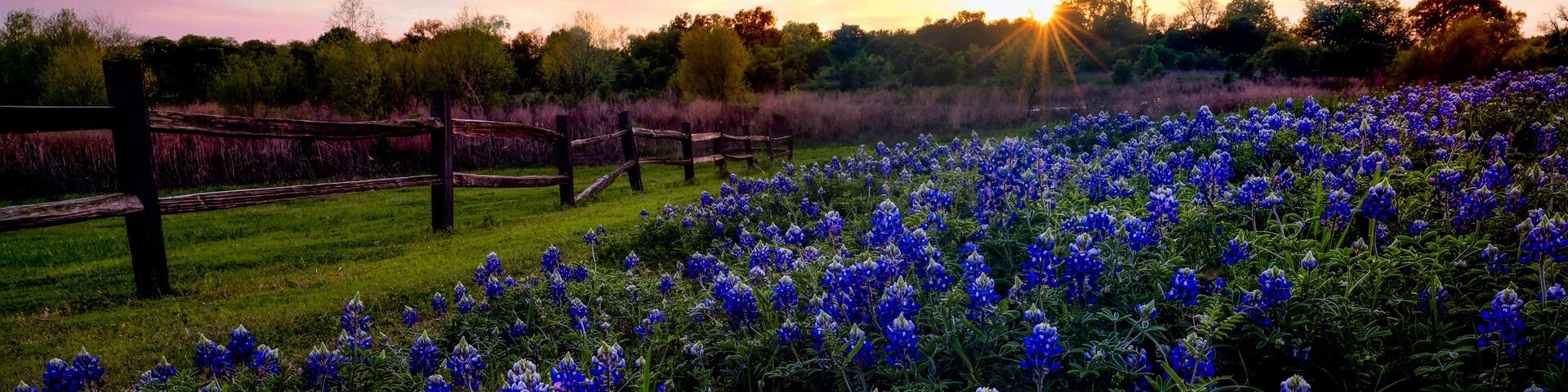 Texas Bluebonnets