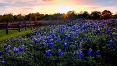Un campo de lupinos azules al atardecer con una valla de madera y árboles al fondo.