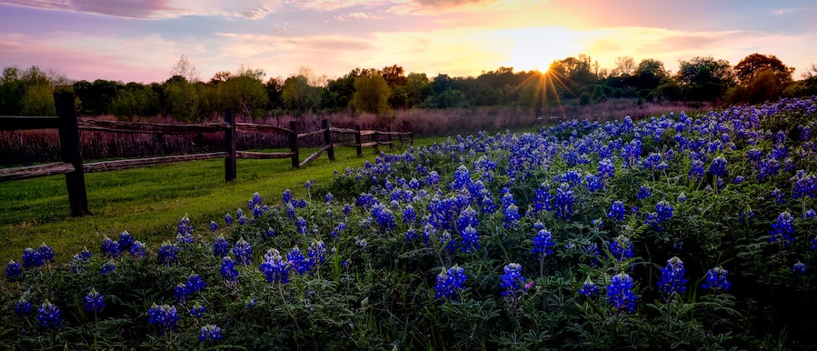 Texas Bluebonnets