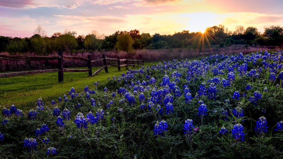A field of blue lupines at sunset with a wooden fence and trees in the background.
