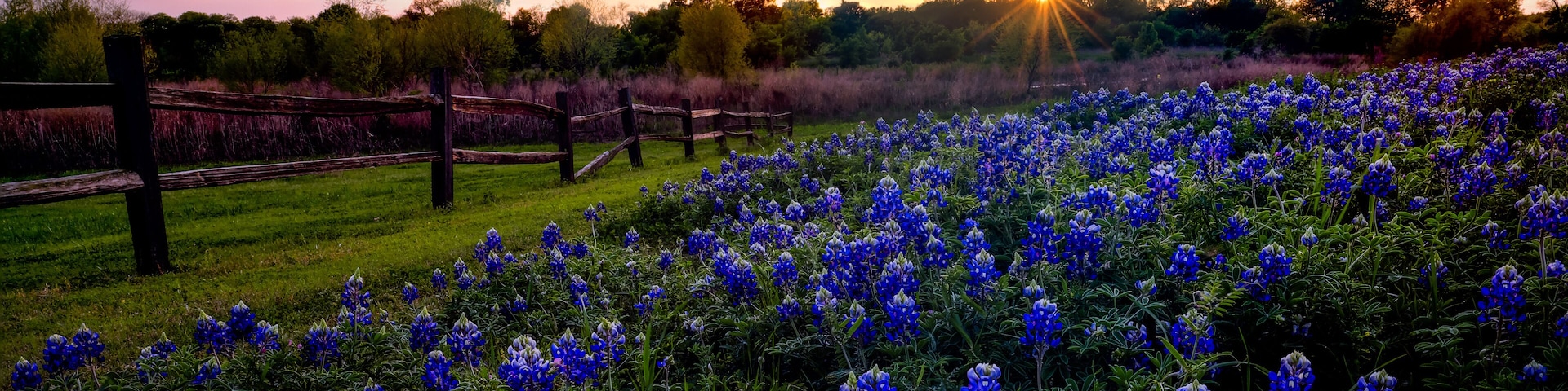 Texas Bluebonnets