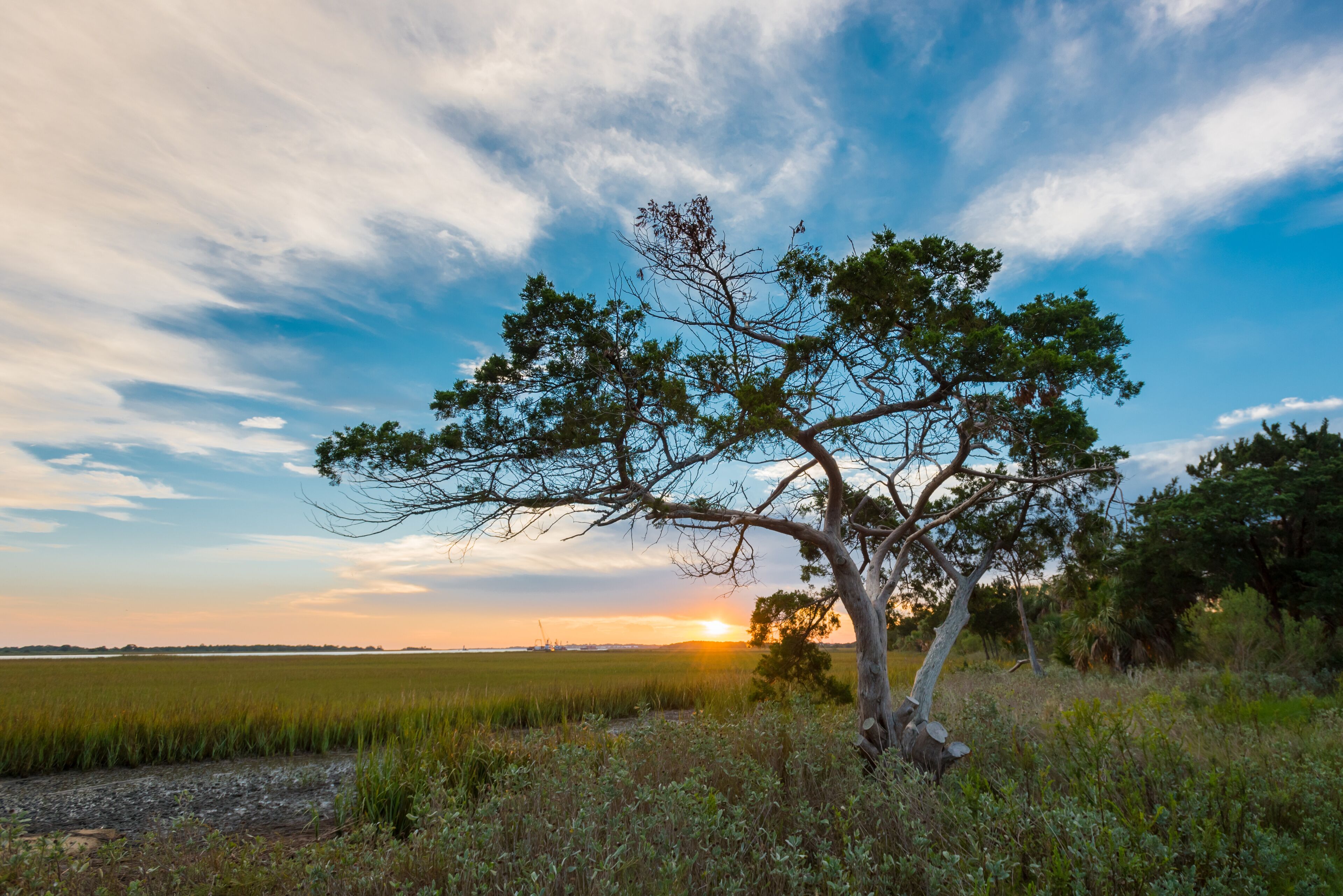 Tree at Sunrise on Tybee Island