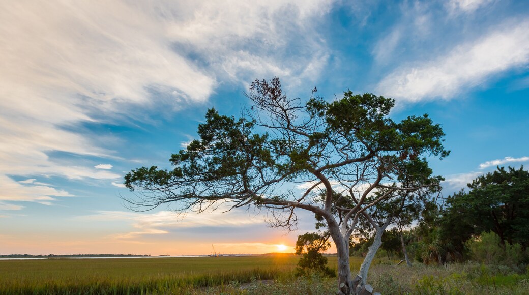Tree at Sunrise on Tybee Island
