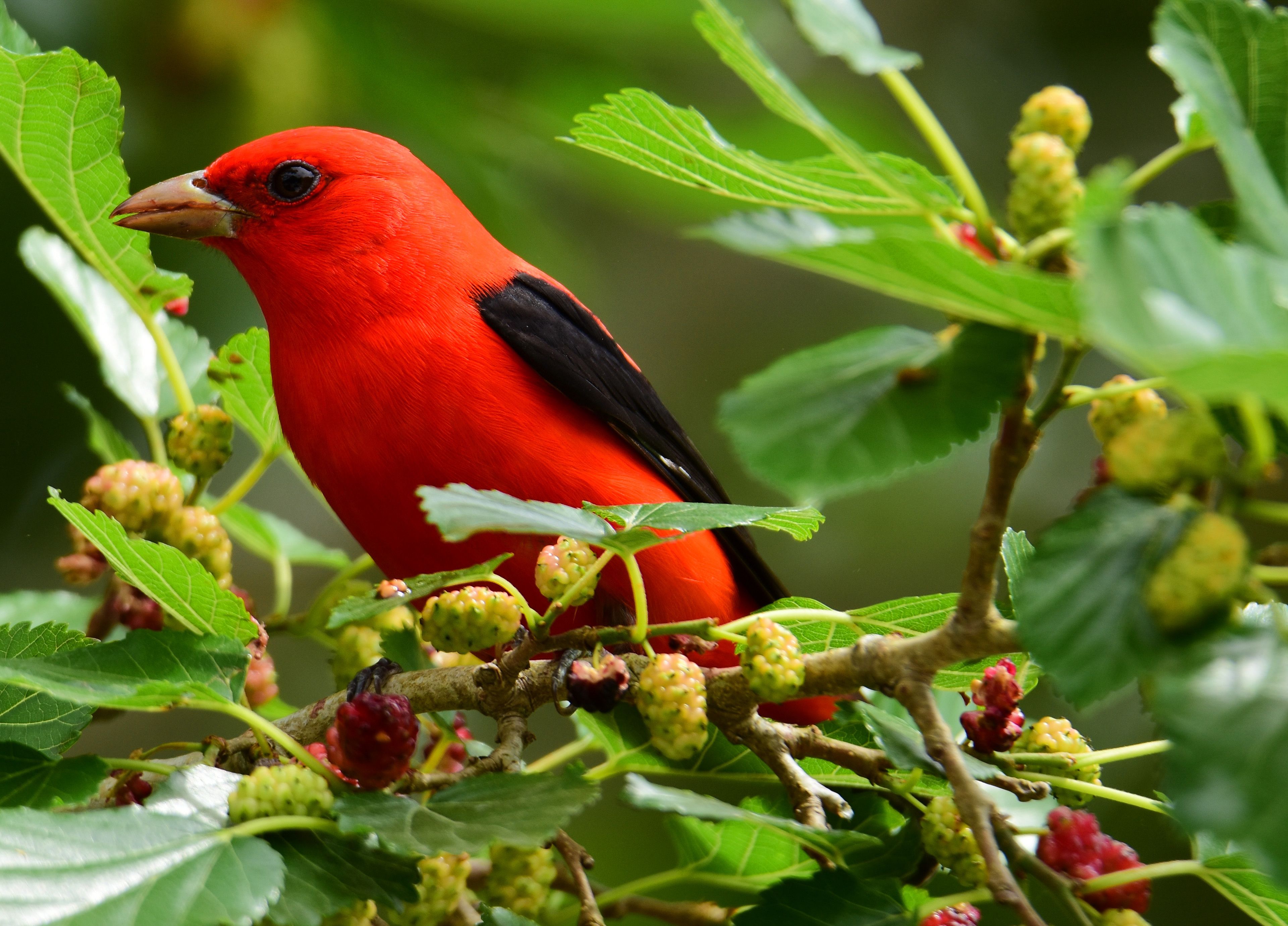 Ein roter Vogel sitzt auf einem Ast mit grünen Blättern und roten Beeren.