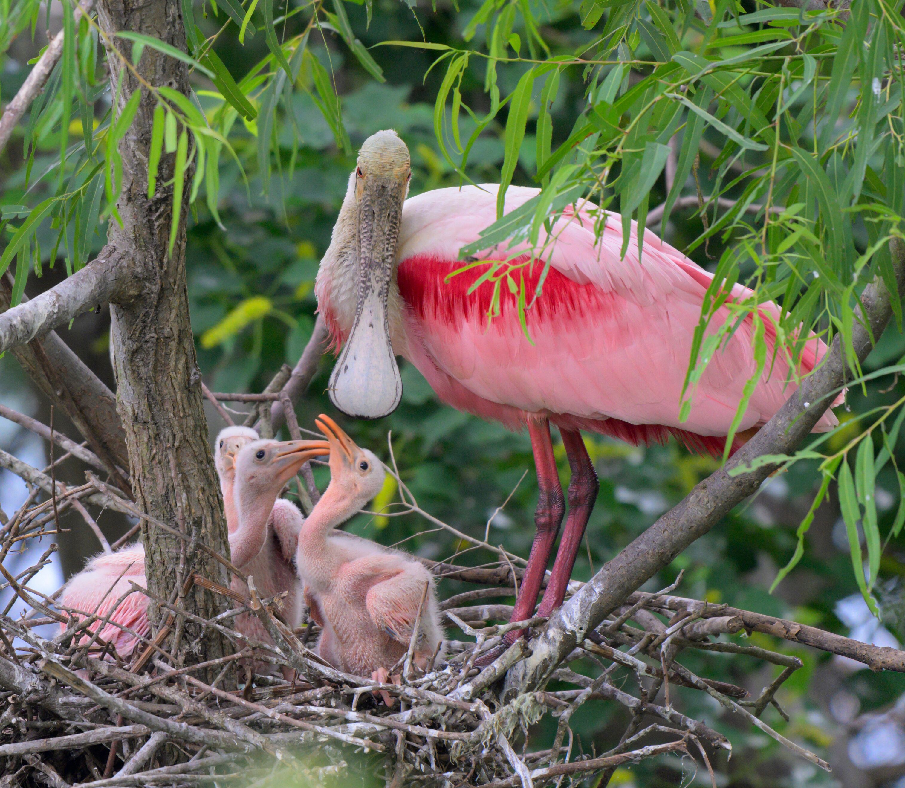 Roseate spoonbill (Platalea ajaja) at the nest with young chicks, High Island, Texas, USA.