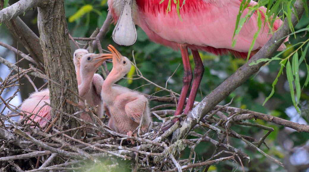 Roseate spoonbill (Platalea ajaja) at the nest with young chicks, High Island, Texas, USA.