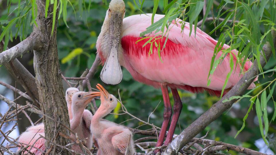 A pink flamingo with its chicks in a nest made of twigs and branches.
