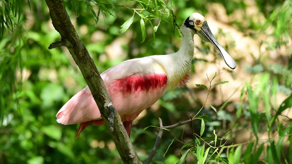 beautiful pink roseate spoonbill standing in nesting grounds in spring at the smith oaks rookery on high island, near winnie, texas