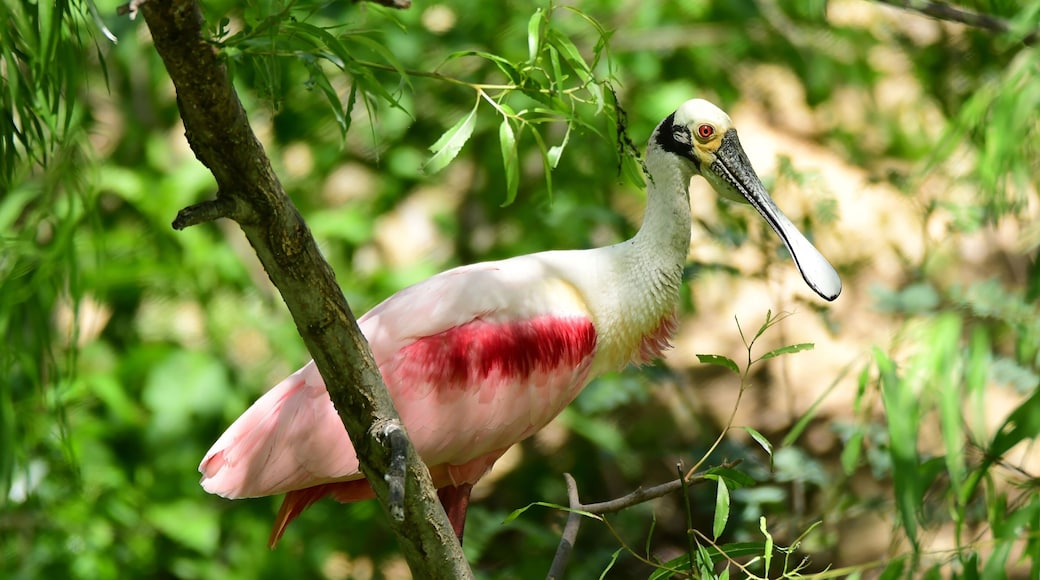 beautiful pink roseate spoonbill standing in nesting grounds in spring at the smith oaks rookery on high island, near winnie, texas