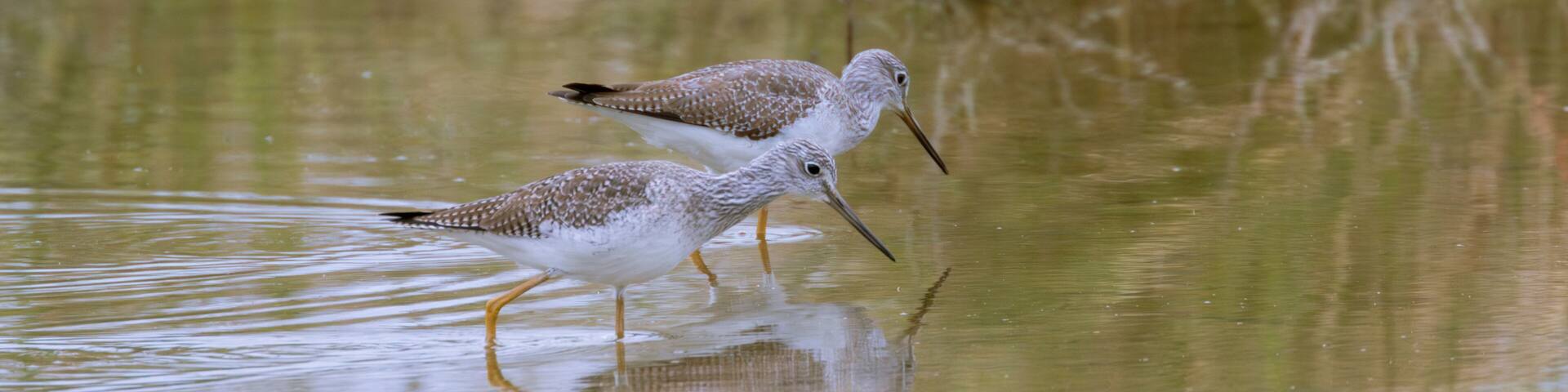The lesser yellowlegs feeding in the lake at Estero Llano Grande State Park, Texas, USA