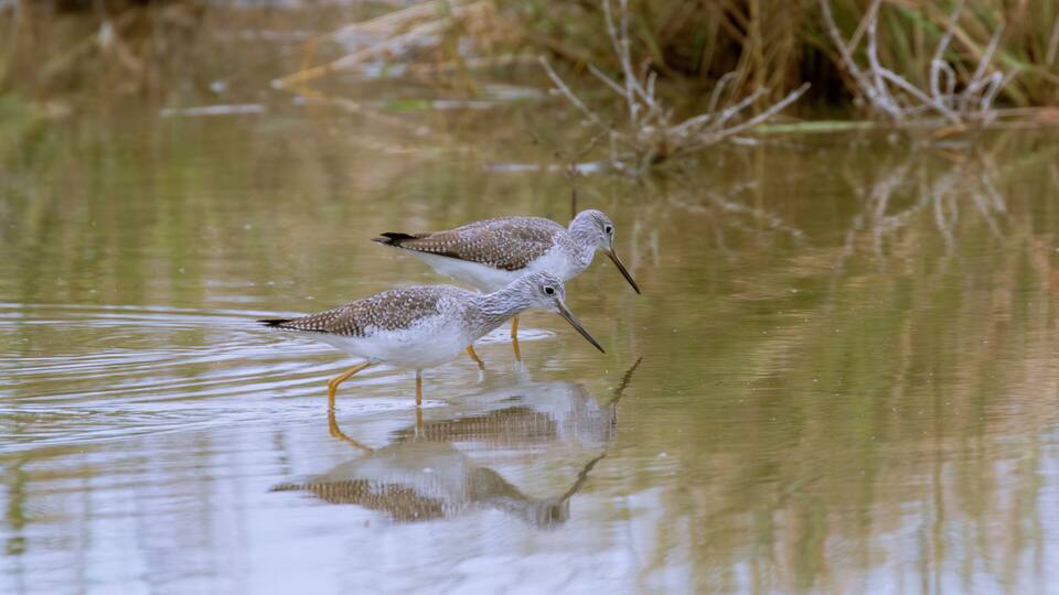 Two birds wading in shallow water with reflections.