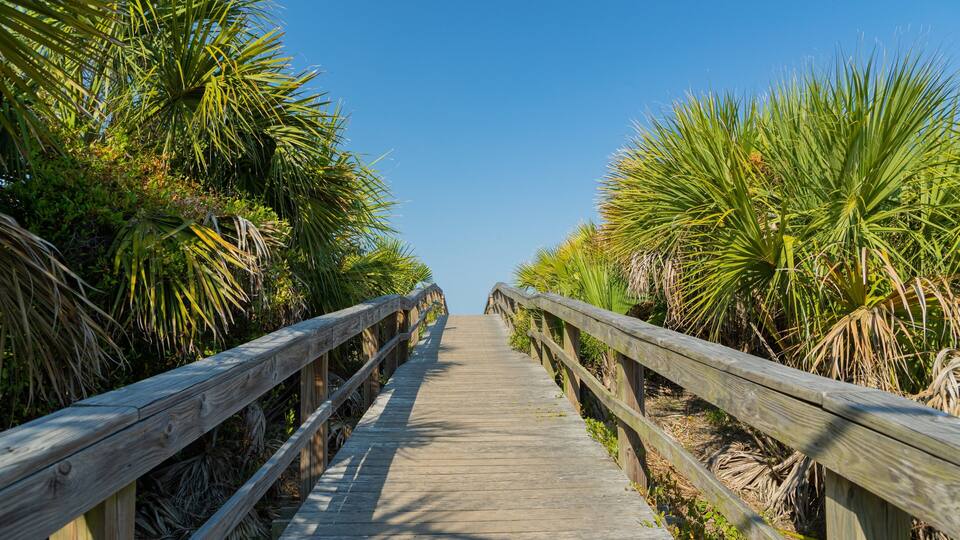 A wooden boardwalk leading through a tropical landscape with palm trees.