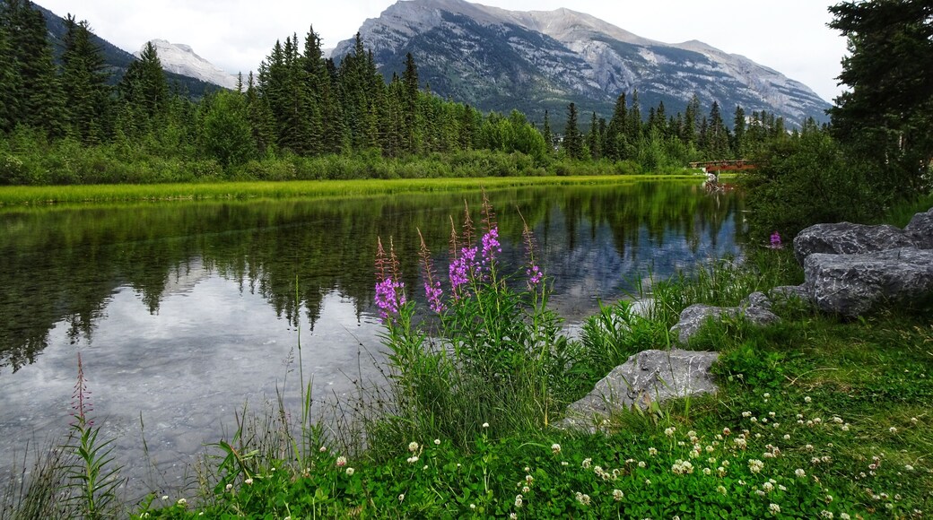 Pathways on both sides on the creek.
#Nature #MyBackyard #Trovember