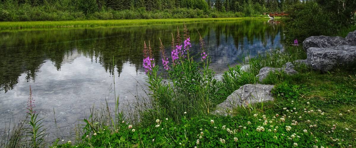 Pathways on both sides on the creek.
#Nature #MyBackyard #Trovember