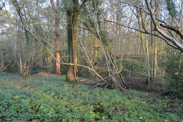 Horsegills Wood