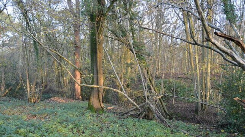 Horsegills Wood