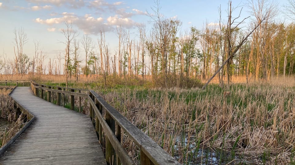 A wooden boardwalk through a marshy area with tall grasses and trees.