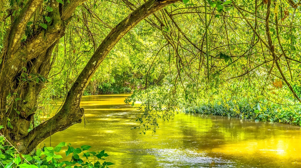 Martha Brae River in Falmouth, Trelawny parish, Jamaica. Beautiful lush green natural canopy foliage landscape. Romantic nature setting, famous for rafting. Popular tourist attraction/ excursion.