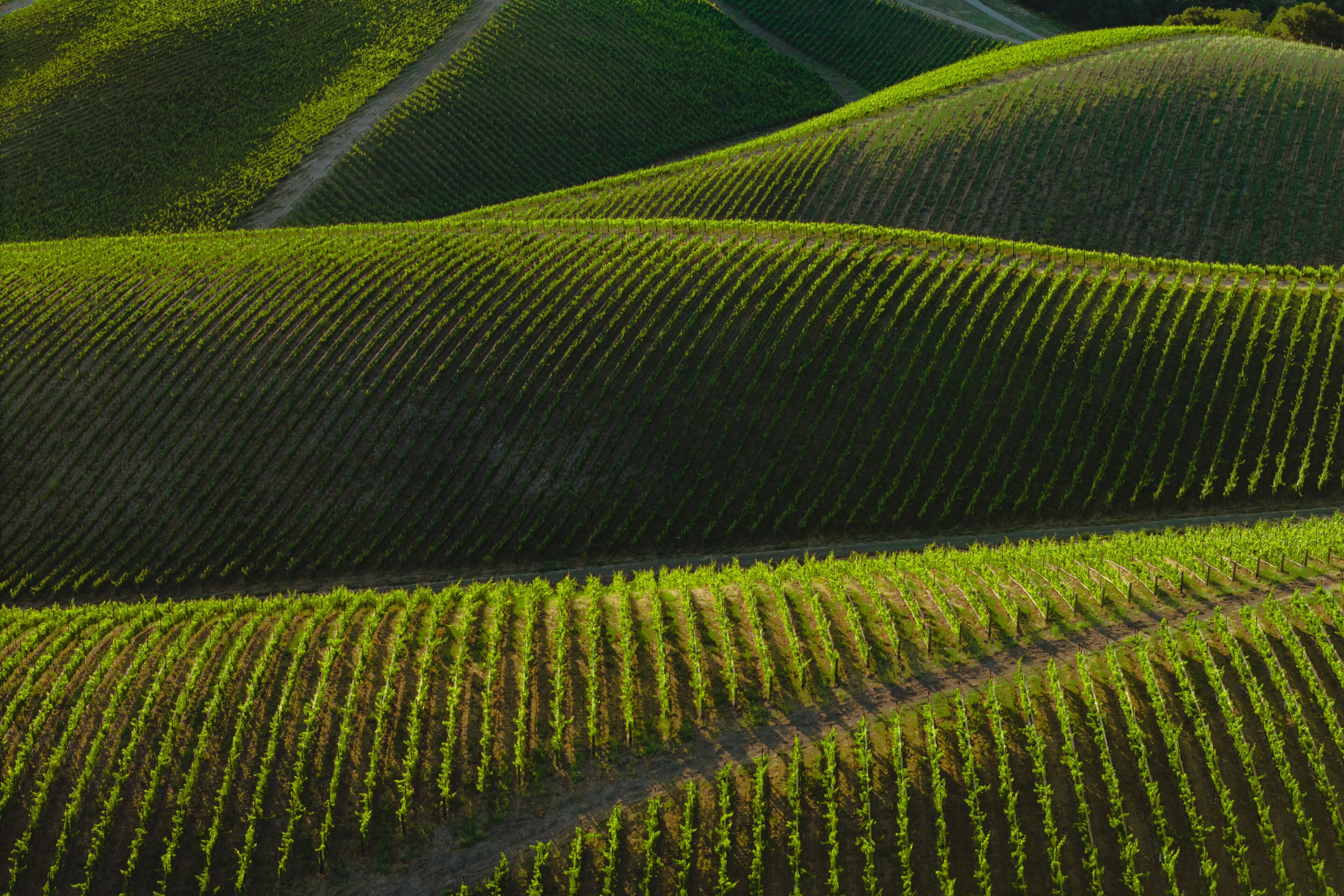 Layered Vineyards, Paso Robles