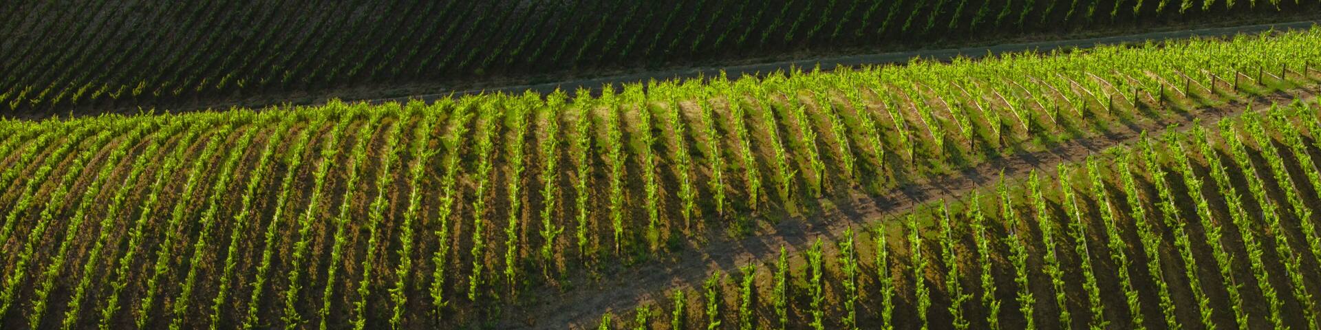 Layered Vineyards, Paso Robles