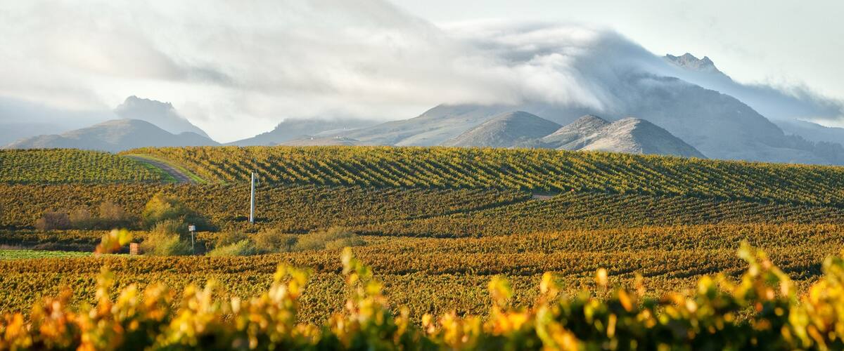 Vineyard in autumn turning golden yellow and orange with hills in background and the cool coastal fog rolling in
