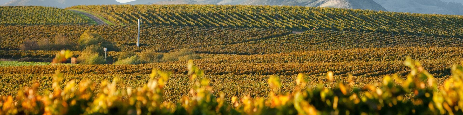 Vineyard in autumn turning golden yellow and orange with hills in background and the cool coastal fog rolling in