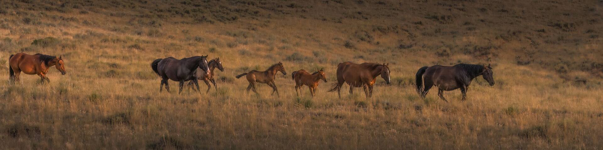 A herd of horses grazing on a grassy hillside.