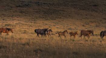 A herd of horses grazing on a grassy hillside.