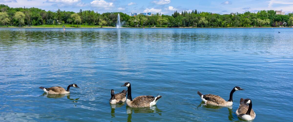 A lake with four geese swimming, a fountain in the background, and a park with trees and buildings.