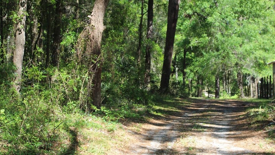 “The road to mamas house”
Heckman Drive Brooksville , FL