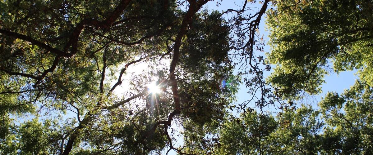 Beautiful Sky
Brooksville, FL off coopers Terrance and the end property off Heckman Drive .