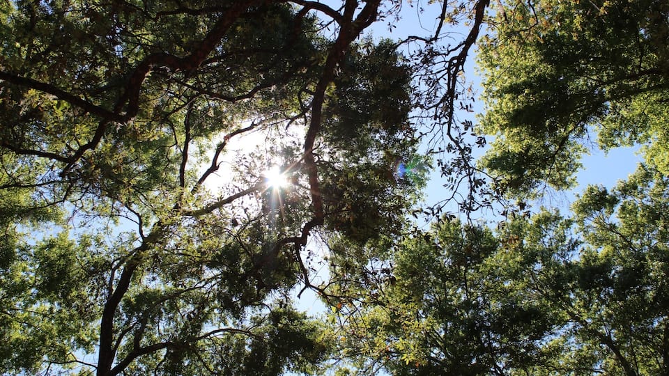 Beautiful Sky
Brooksville, FL off coopers Terrance and the end property off Heckman Drive .