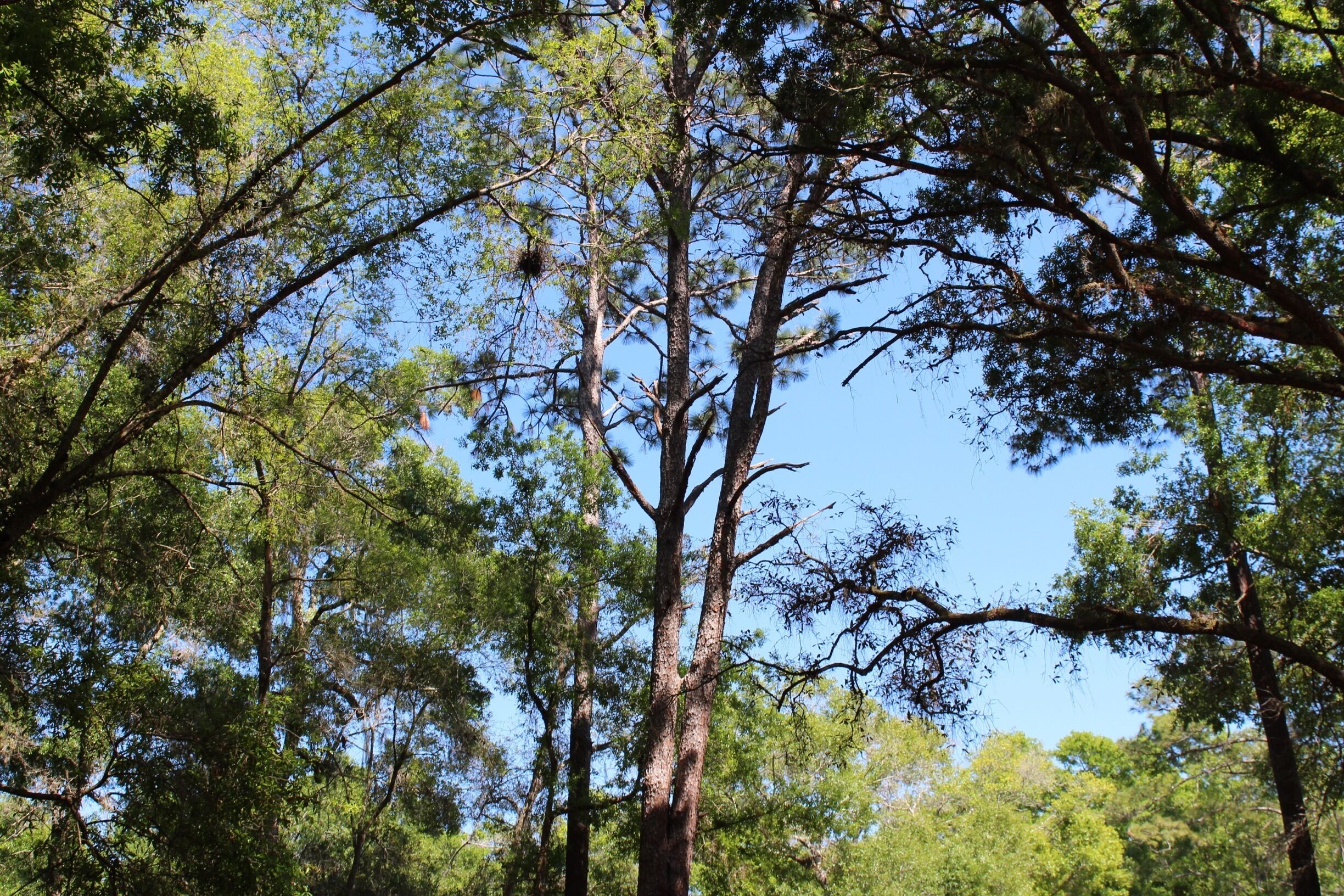 Located in Brooksville , FL off Coopers Terrace 