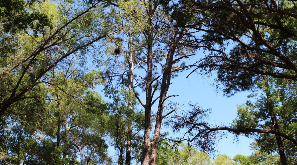 Located in Brooksville , FL off Coopers Terrace