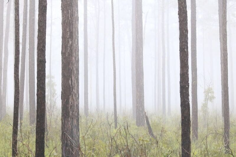 I loved how straight these trees were and of course I had to take a photo.