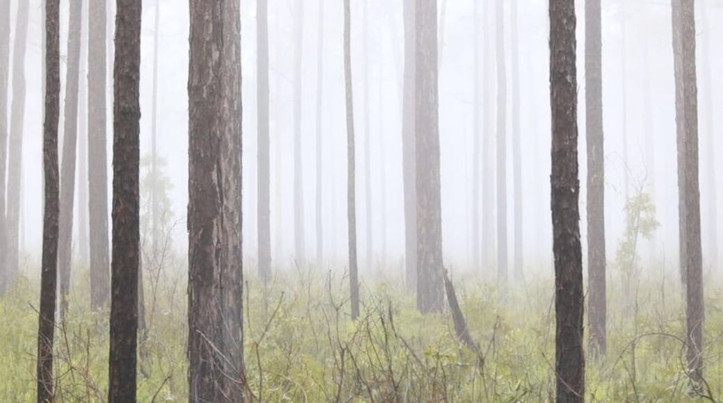 I loved how straight these trees were and of course I had to take a photo.