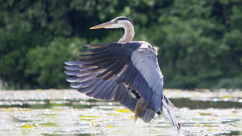 A heron with outstretched wings over water with lily pads.