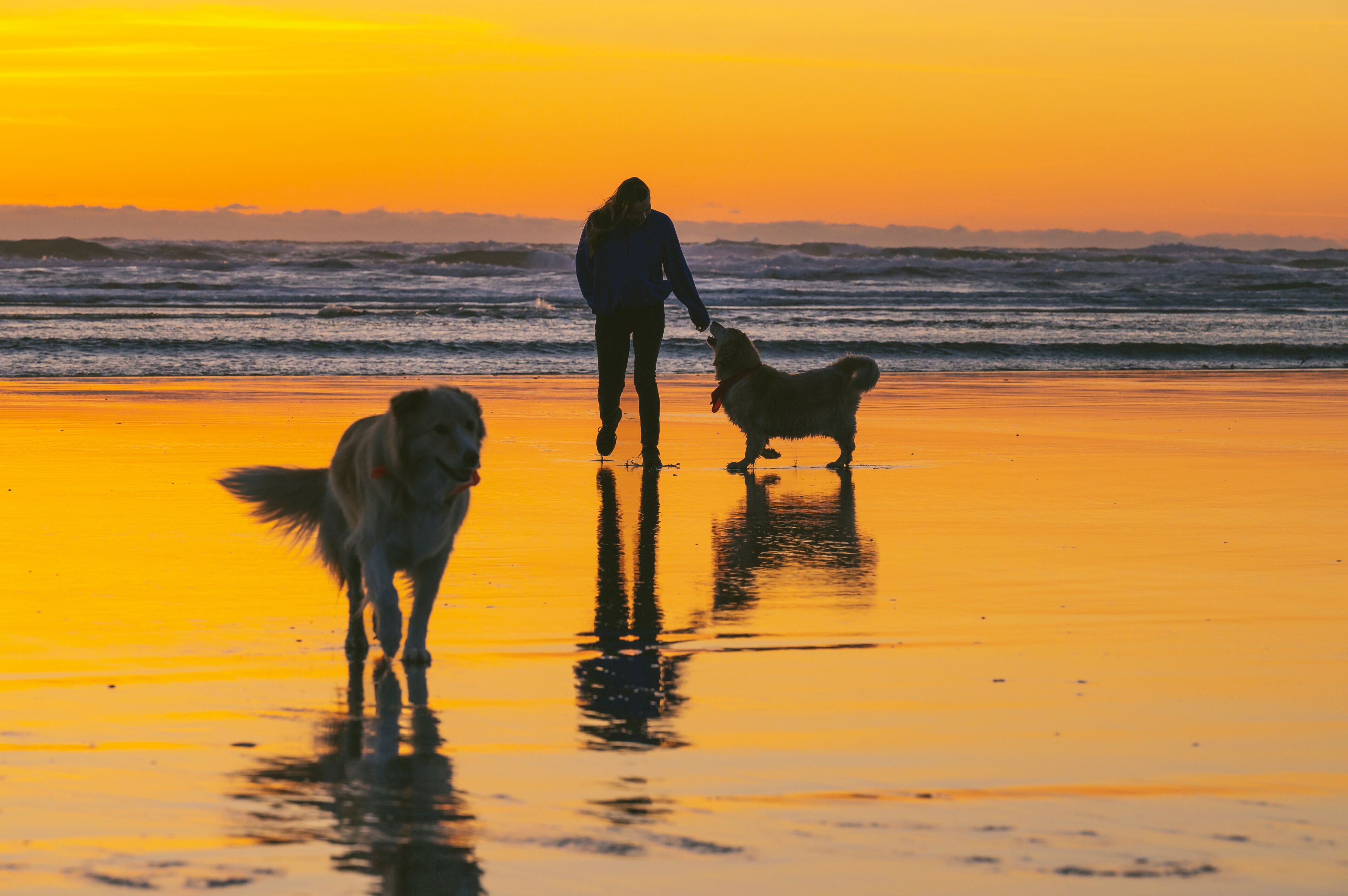 Female playing with their dogs on the Washington Coast at sunset