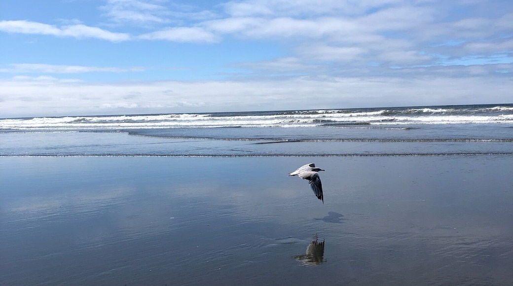 #lifeatexpedia
Seagulls glide inches above the glassy shore on a warm summer day at Ocean Shores, WA.
Their flight entertains onlookers taking in the sound of waves gently crashing against the smooth Pacific Northwest sand while breathing in the fresh open water breeze of the Pacific Ocean.